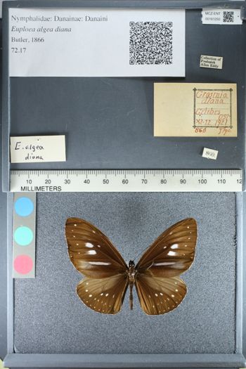 Media type: image;   Entomology 161250